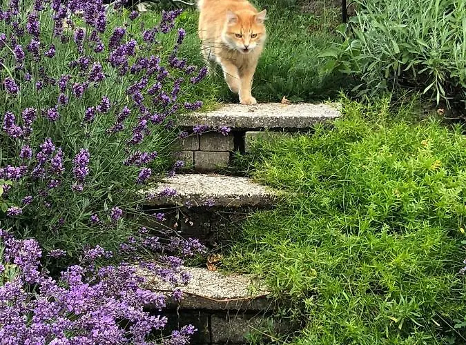 Feichterhof Апартаменты *